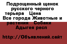 Подрощенный щенок русского черного терьера › Цена ­ 35 000 - Все города Животные и растения » Собаки   . Адыгея респ.